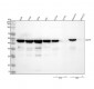 Anti-Caspase-9 CASP9 Rabbit Monoclonal Antibody